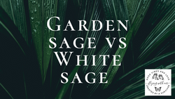 The Differences Between Garden Sage & White Sage