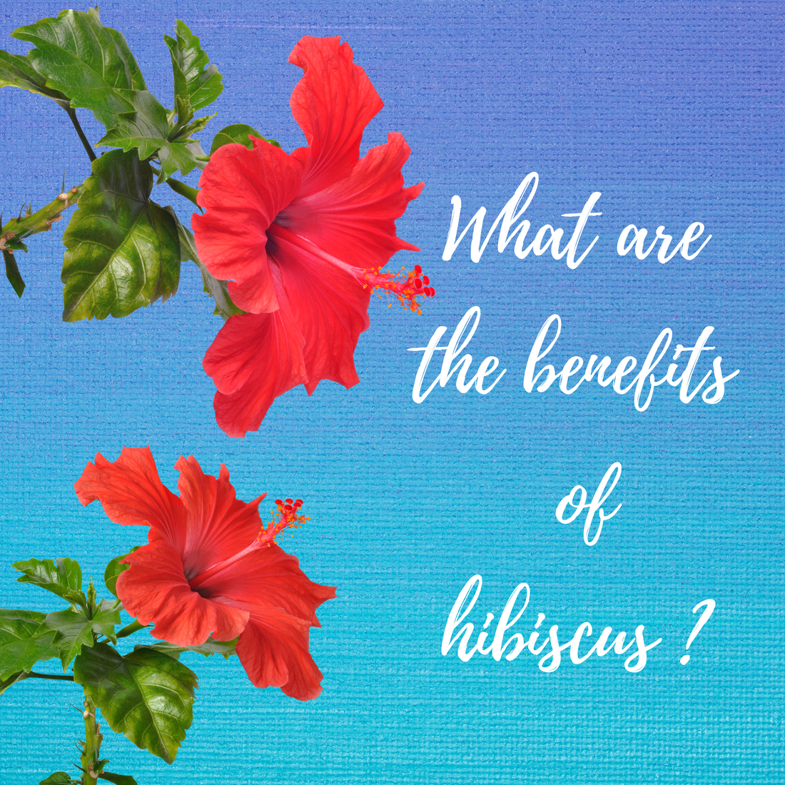 what are the benefits of Hibiscus Sabdariffa?
