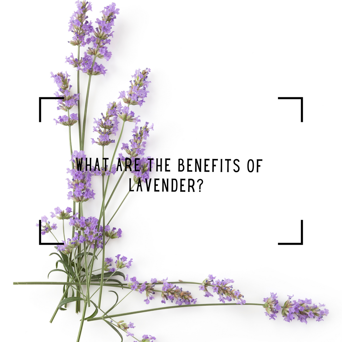 What are the benefits of lavender?