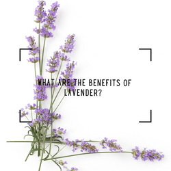 What are the benefits of lavender?