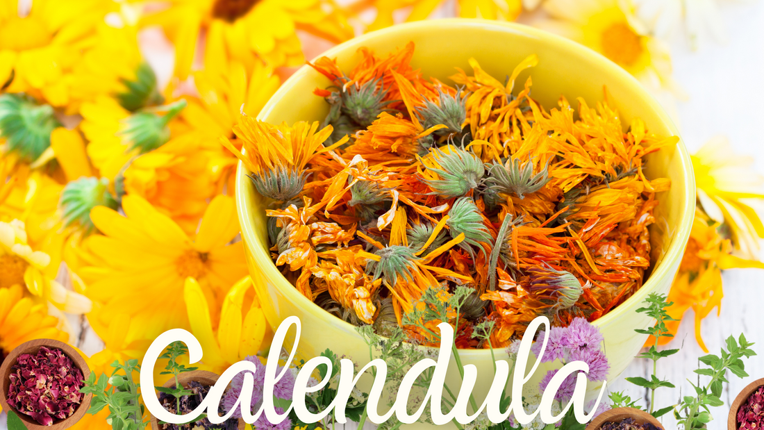 What is the herb Calendula used for?