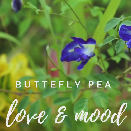 Butterfly Pea- Love