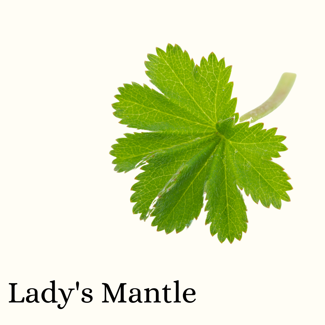 Lady's Mantle (Herb)