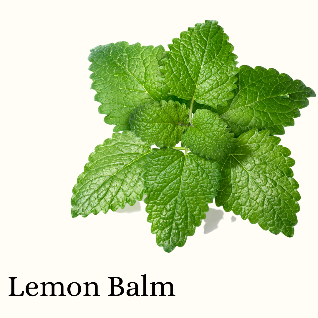 Lemon Balm (Herb)