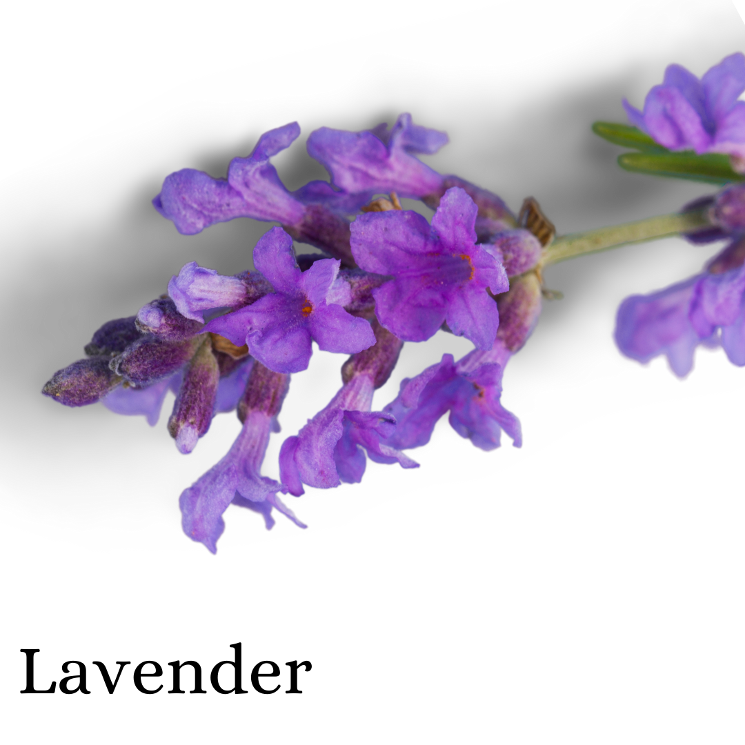 Lavender (Herb)